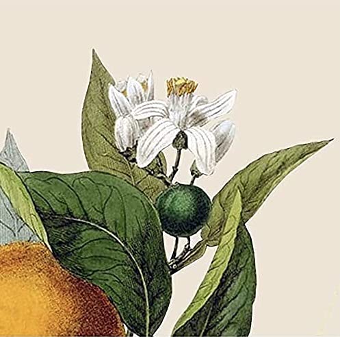 Amazon | YOUFIRST (ユーファースト) 100ml トメイトブランシェ 新