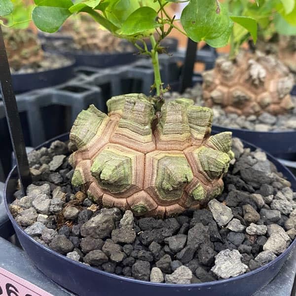 Amazon｜ディオスコレア（亀甲竜）：エレファンティペス 厳選株 4号