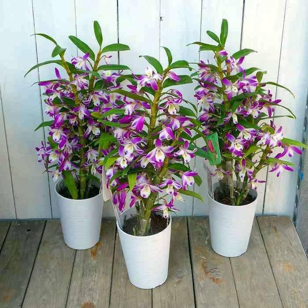 Amazon | 蘭 デンドロビューム 4号鉢 シースカイ 紅小町 全高45cm 鉢花