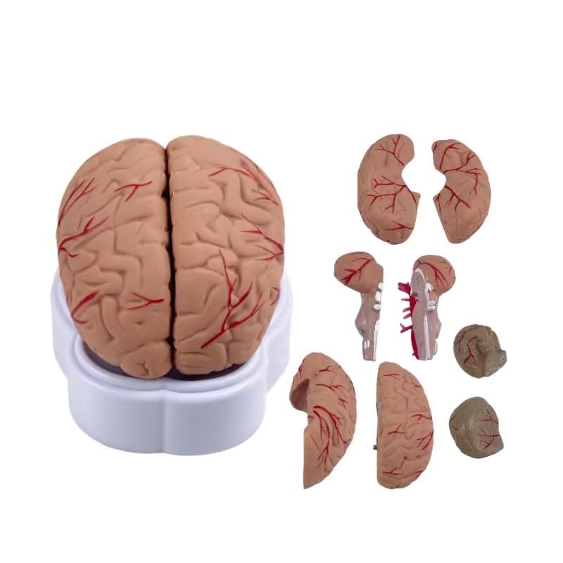 Amazon.co.jp: 脳 人体模型 脳モデル解剖学的脳動脈モデル 脳模型 解剖