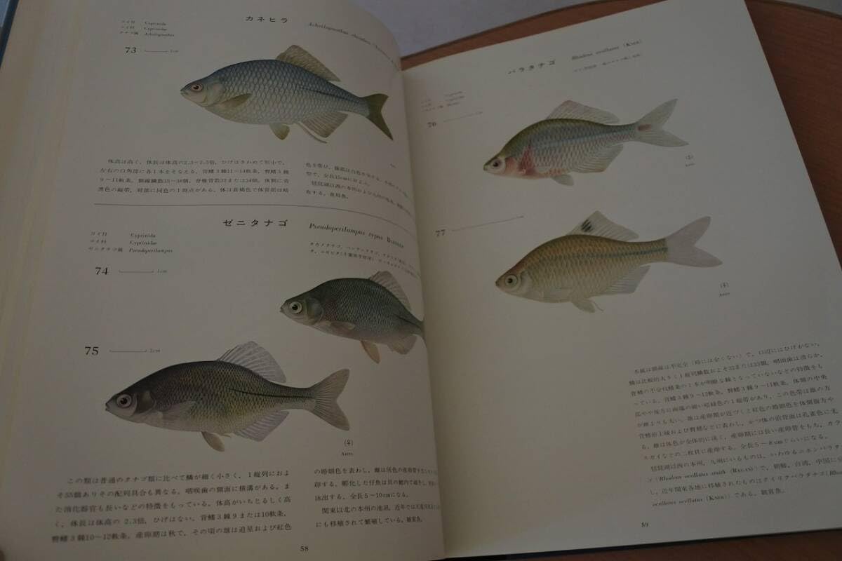Amazon | 大型本日本産魚類大図鑑 檜山義夫 安田富士郎 著 昭和46年