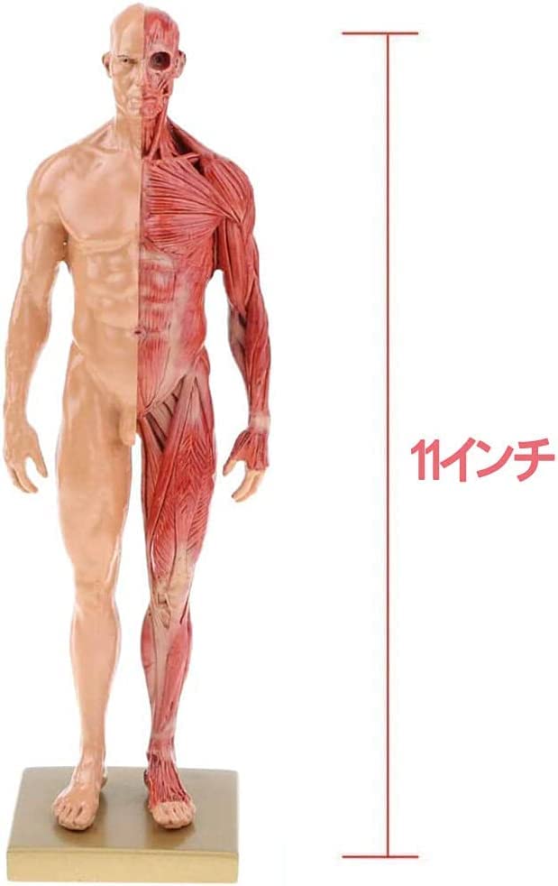 Amazon.co.jp: 人体模型 人体モデル 男性と女性 1セット 11インチ 約