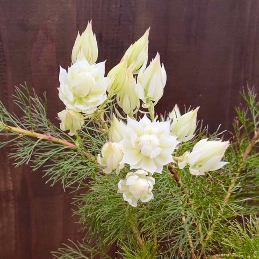 Amazon｜おしゃれ 観葉植物 花苗：ジョーイセルリア ブラッシング