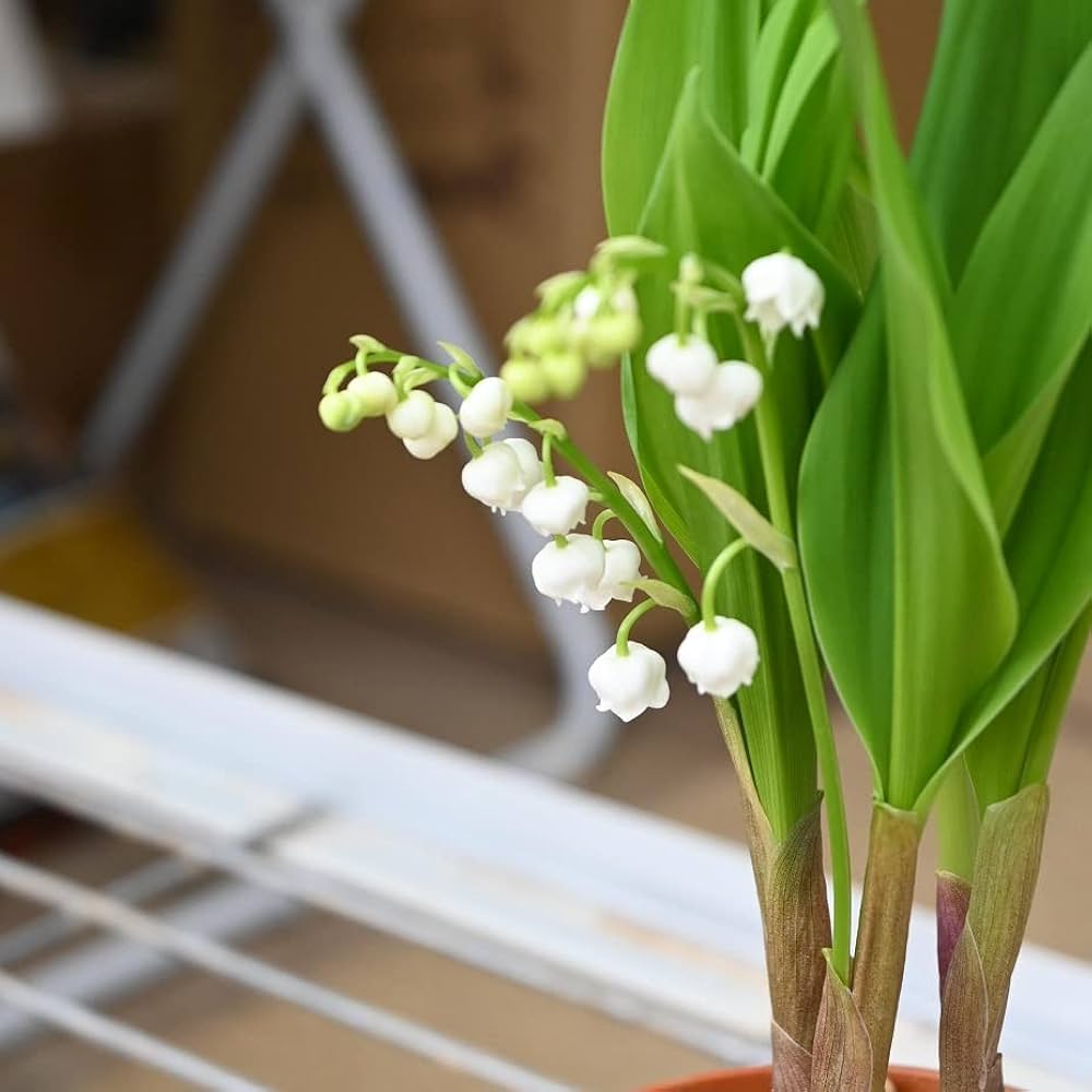 Amazon.co.jp: スズラン苗 ドイツすずらん苗 鈴蘭苗 : DIY・工具・ガーデン