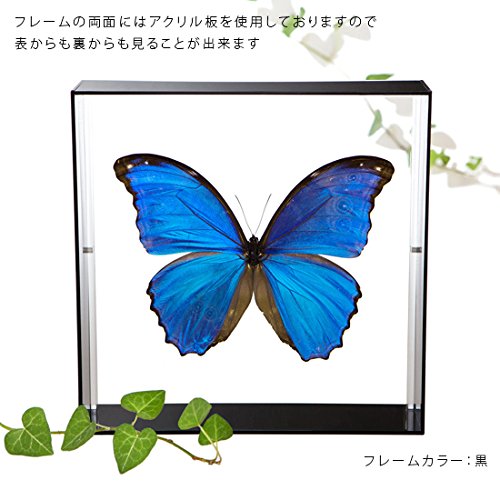 Amazon.co.jp: 蝶の標本 ディディウスモルフォ Morpho didius モルフォ