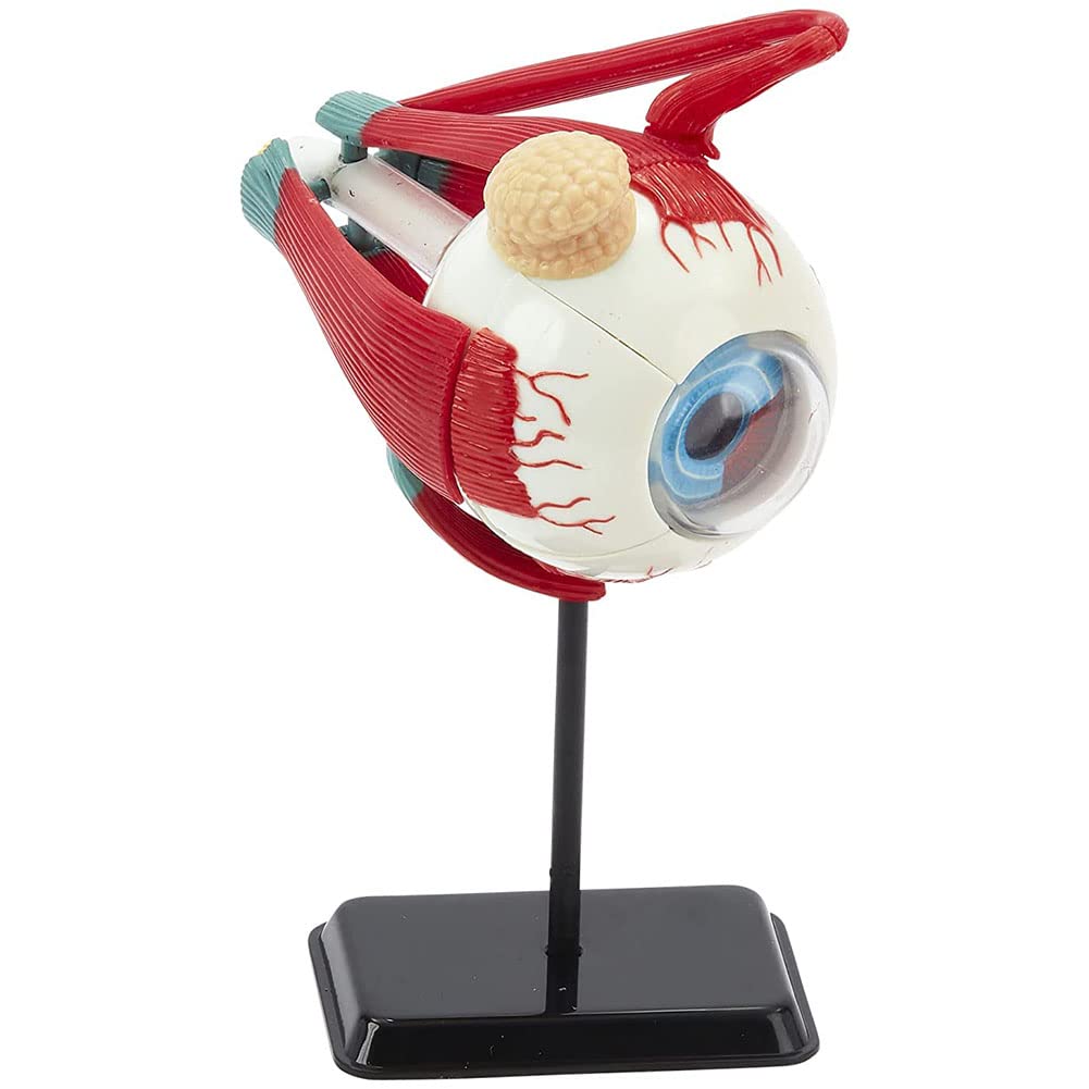 Amazon.co.jp: 眼模型、眼球解剖模型、32分解可能人体器官模型科学研究