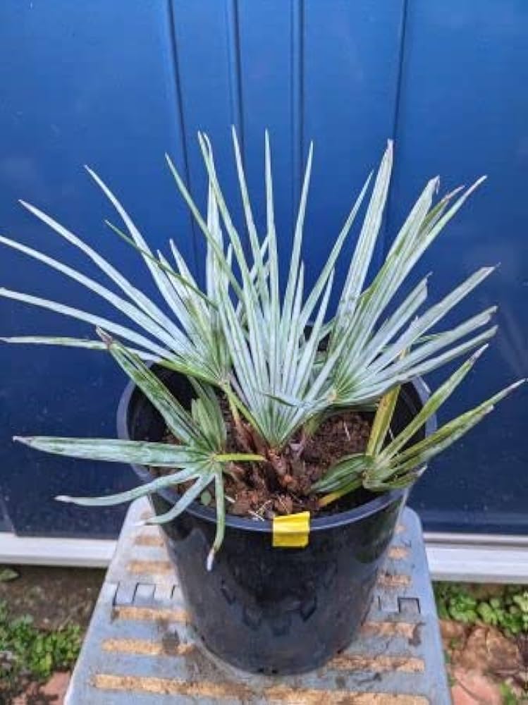 Amazon.co.jp: お任せ株◇チャメロプス フミリス セリフェラ 7号