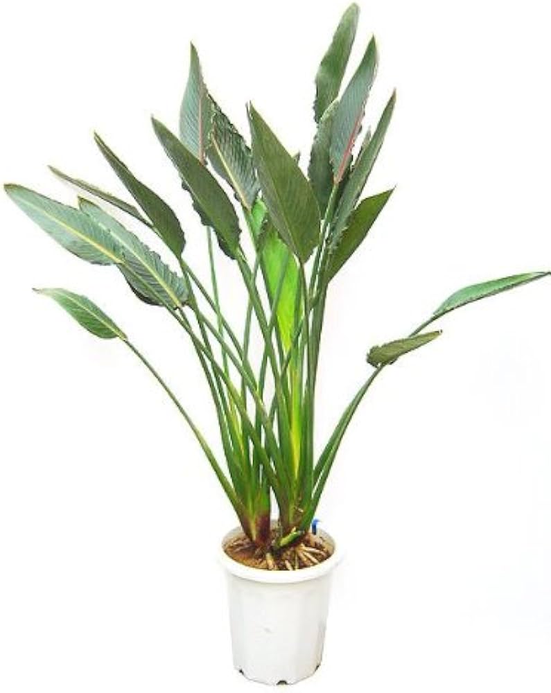 Amazon.co.jp: ストレリチア・レギネ 10号サイズ : DIY・工具・ガーデン