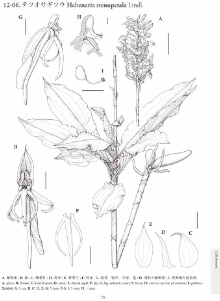 日本ラン科植物図譜 (Illustration of Japanese Orchids) | 中島 睦子