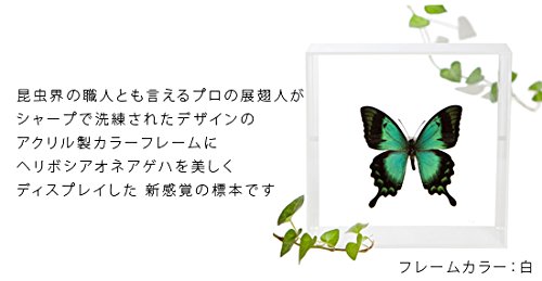 Amazon.co.jp: 蝶の標本 ヘリボシアオネアゲハ P.lorquinianus