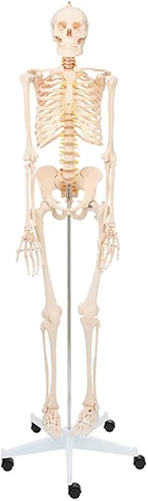 Amazon.co.jp: Full-size Human Body Model Full-body Skeleton Model