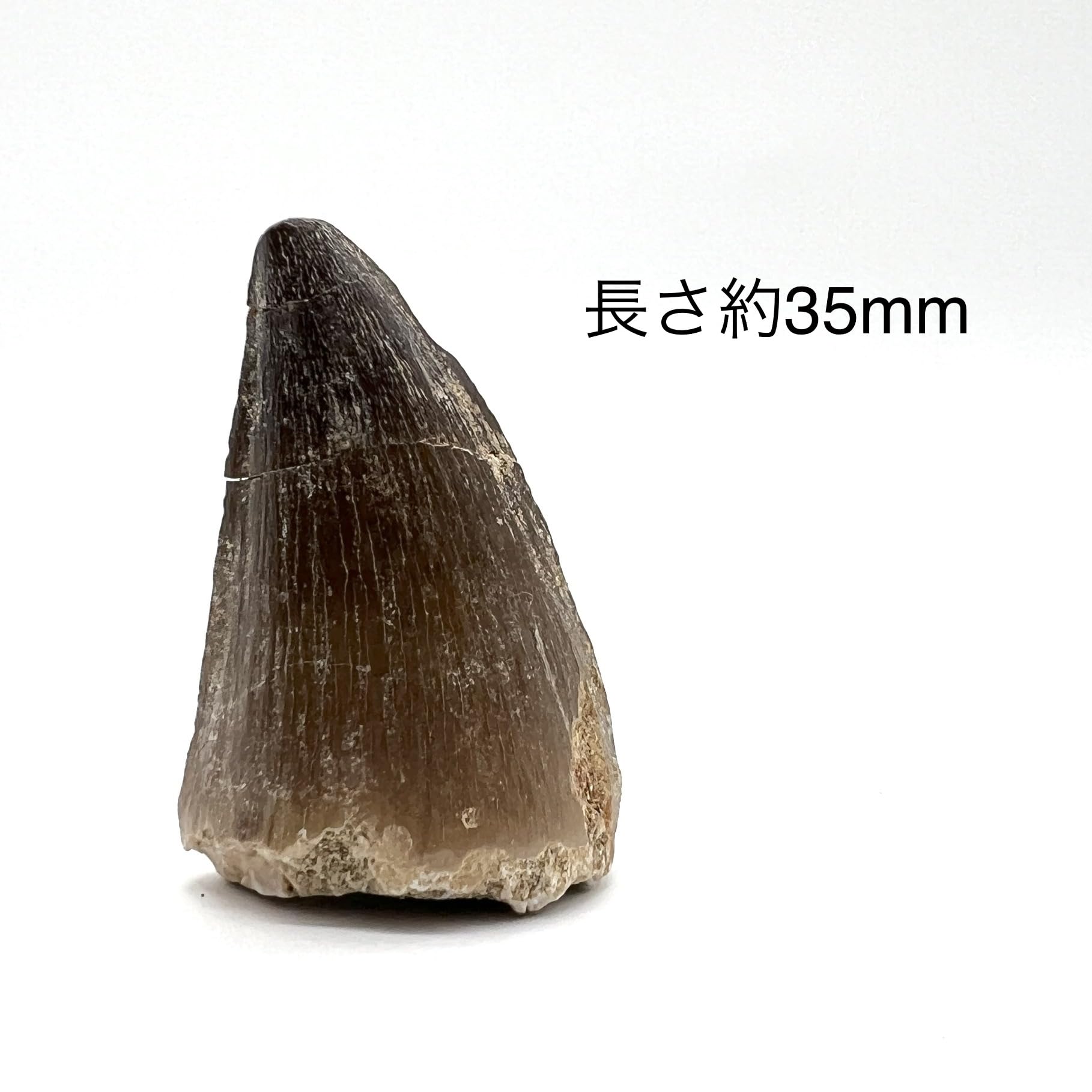 Amazon | つくしサイエンス モササウルスの歯 約35mm 化石 標本ケース