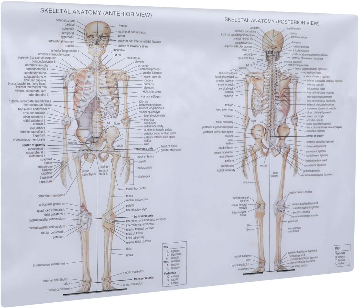 Amazon.co.jp: 骨格系解剖図人体解剖学ポスター筋肉骨格神経質絵画教育