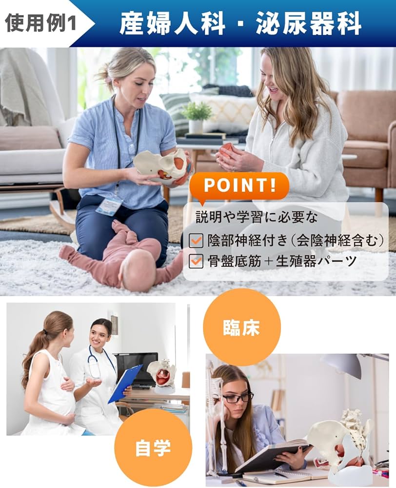 Amazon.co.jp: KIYOMARU 骨盤底筋付き女性骨盤模型 人体模型 8パーツ