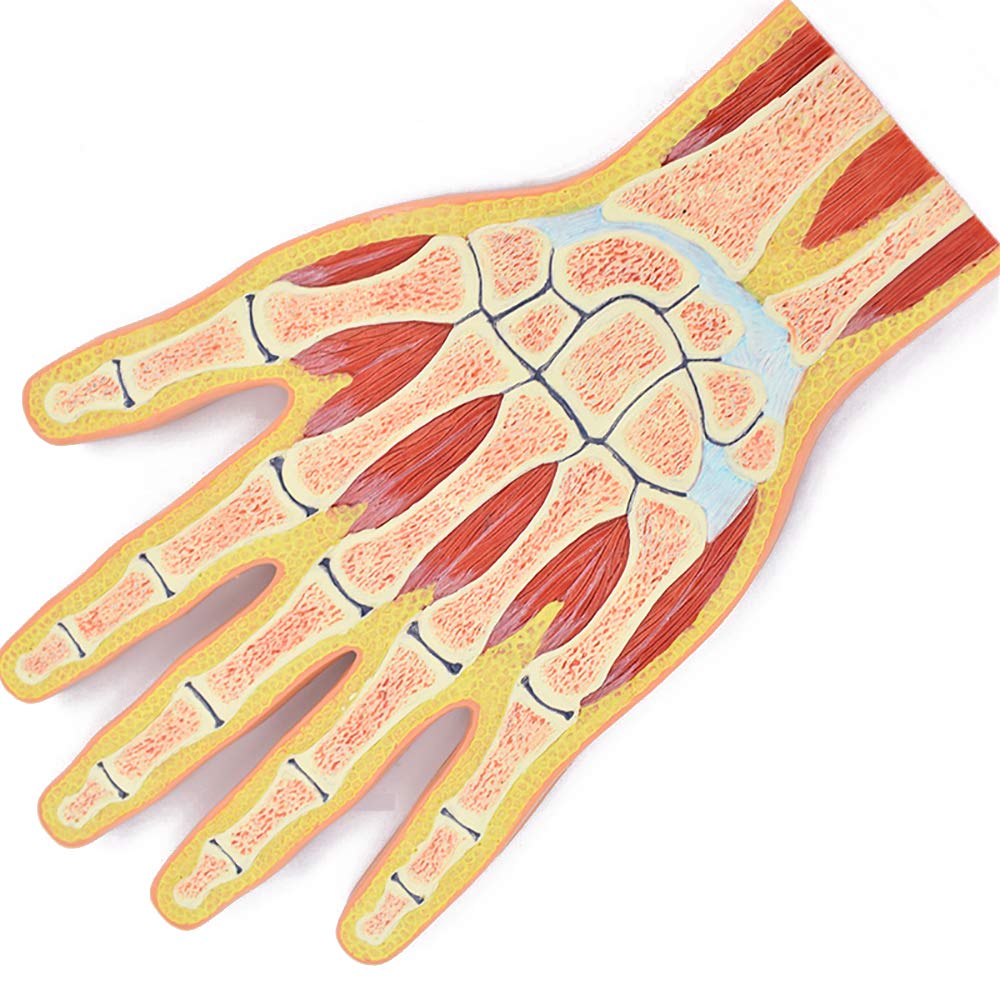 Amazon.co.jp: 人間の手の骨格解剖モデル、医療人間の手関節の筋肉