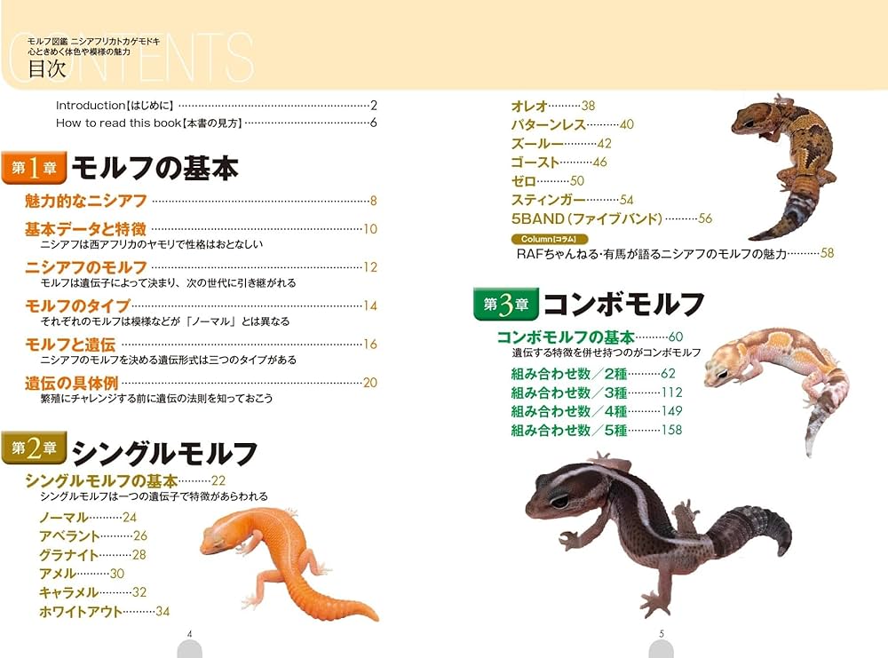 モルフ図鑑 ニシアフリカトカゲモドキ 心ときめく体色や模様の魅力