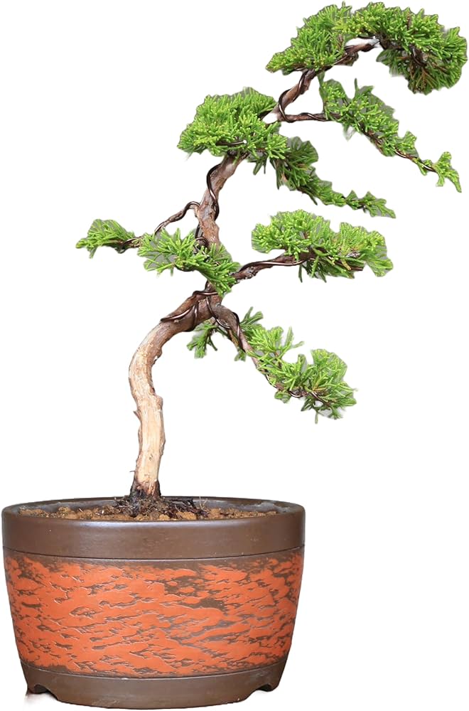 Amazon.co.jp: 糸魚川真柏 文人調 小品盆栽【泰寿園 Online】 : DIY