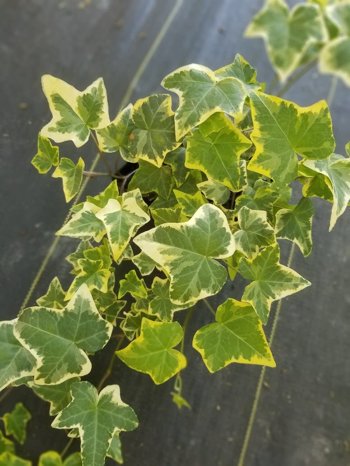 Amazon.com : Golden English Ivy - Live Plant in a 6 Inch Pot