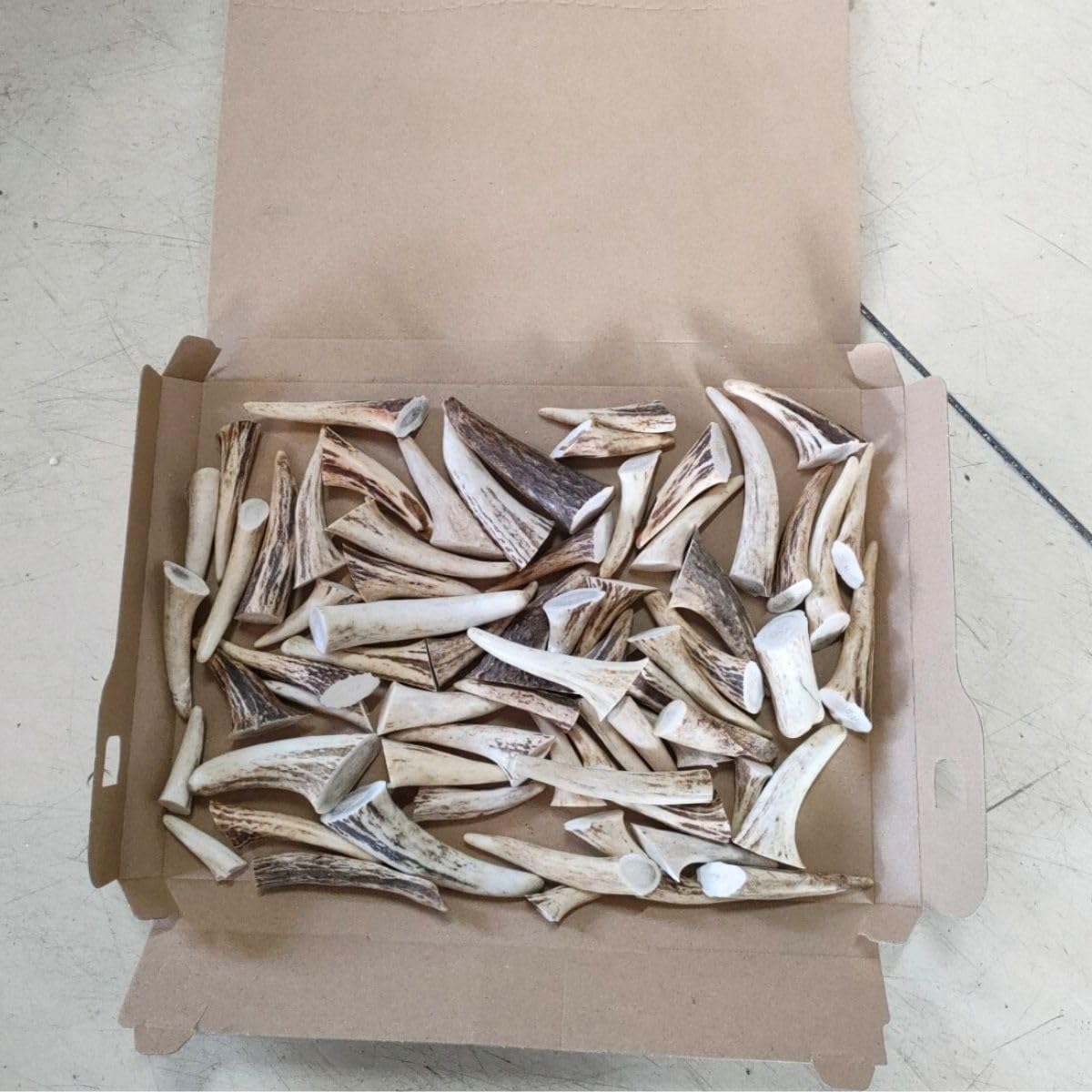 Amazon.co.jp: 鹿の角 エゾシカ 角 先端詰合わせ 1kg 端材