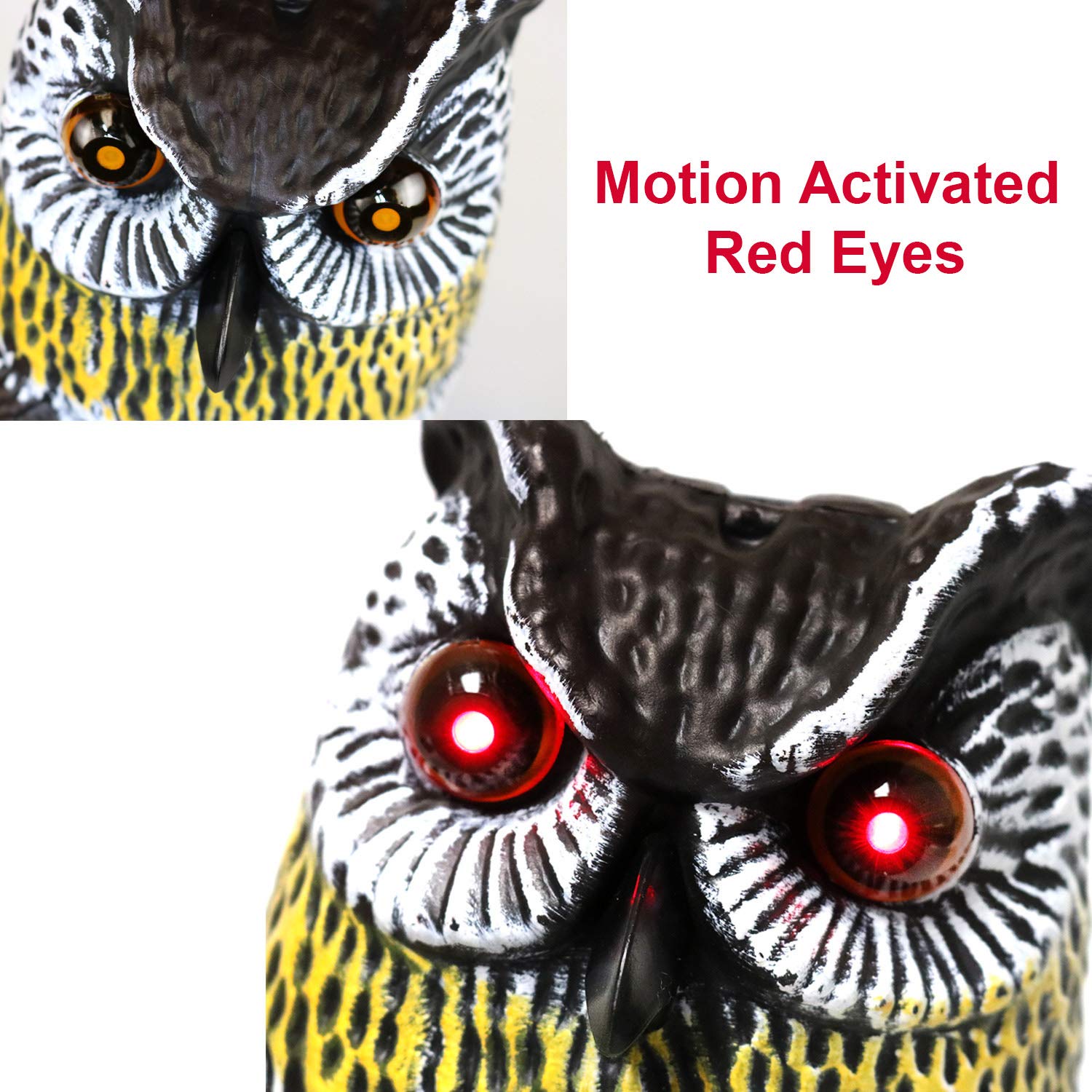 Amazon.com : GiftExpress 16