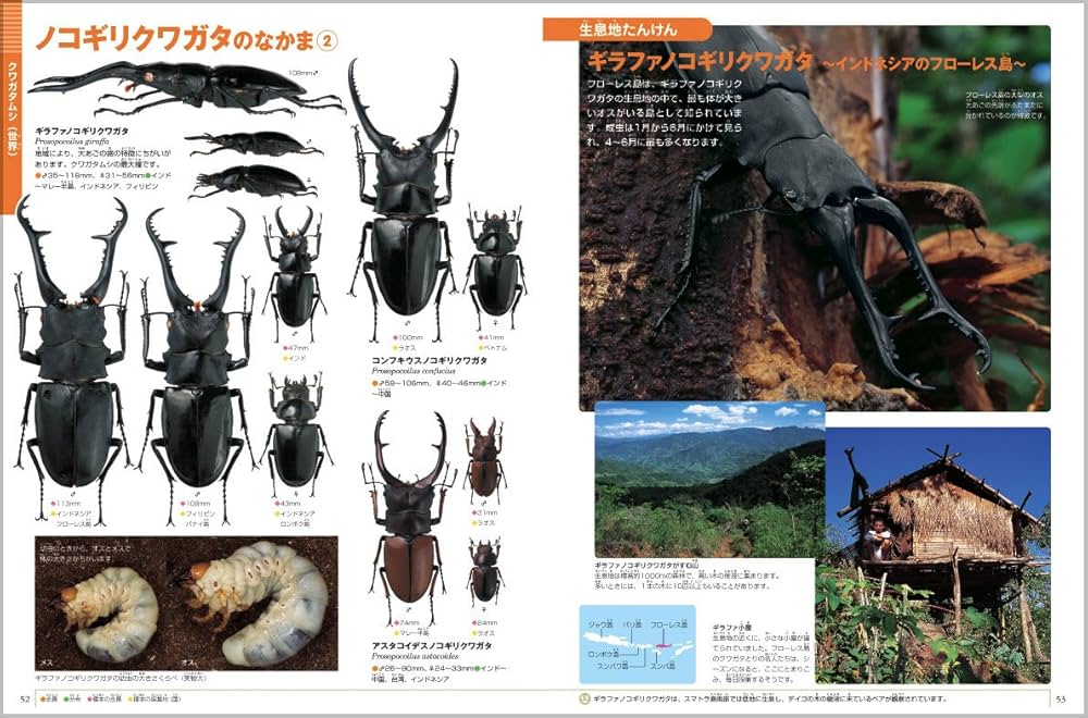 Amazon.co.jp: カブトムシ・クワガタムシ (小学館の図鑑NEO) : 新開 孝