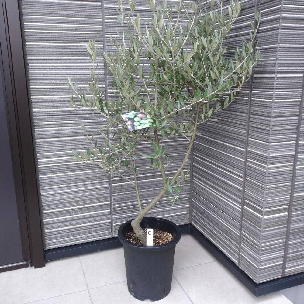 Amazon.co.jp: 【店長セレクト！現品販売！】オリーブ 創樹（SOUJU）7