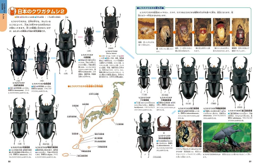 Amazon.co.jp: カブトムシ・クワガタムシ : -: Japanese Books