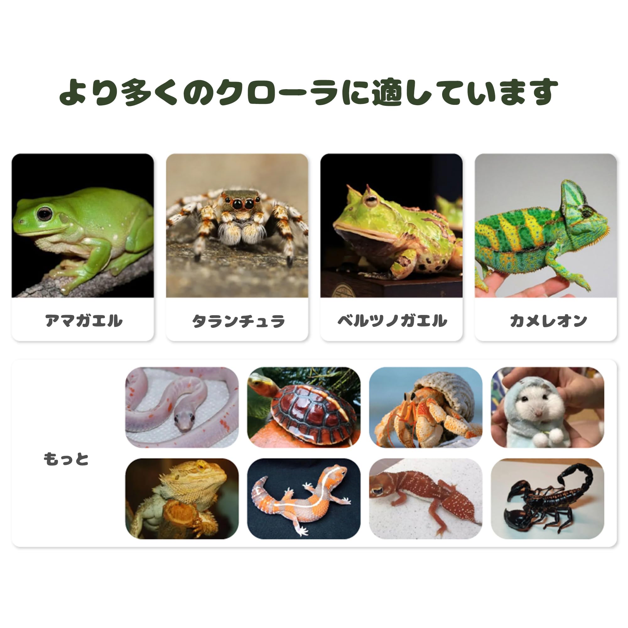 Amazon | 40cm30cm30cm爬虫ケージ 中間仕切り付き2匹のペットを隔離