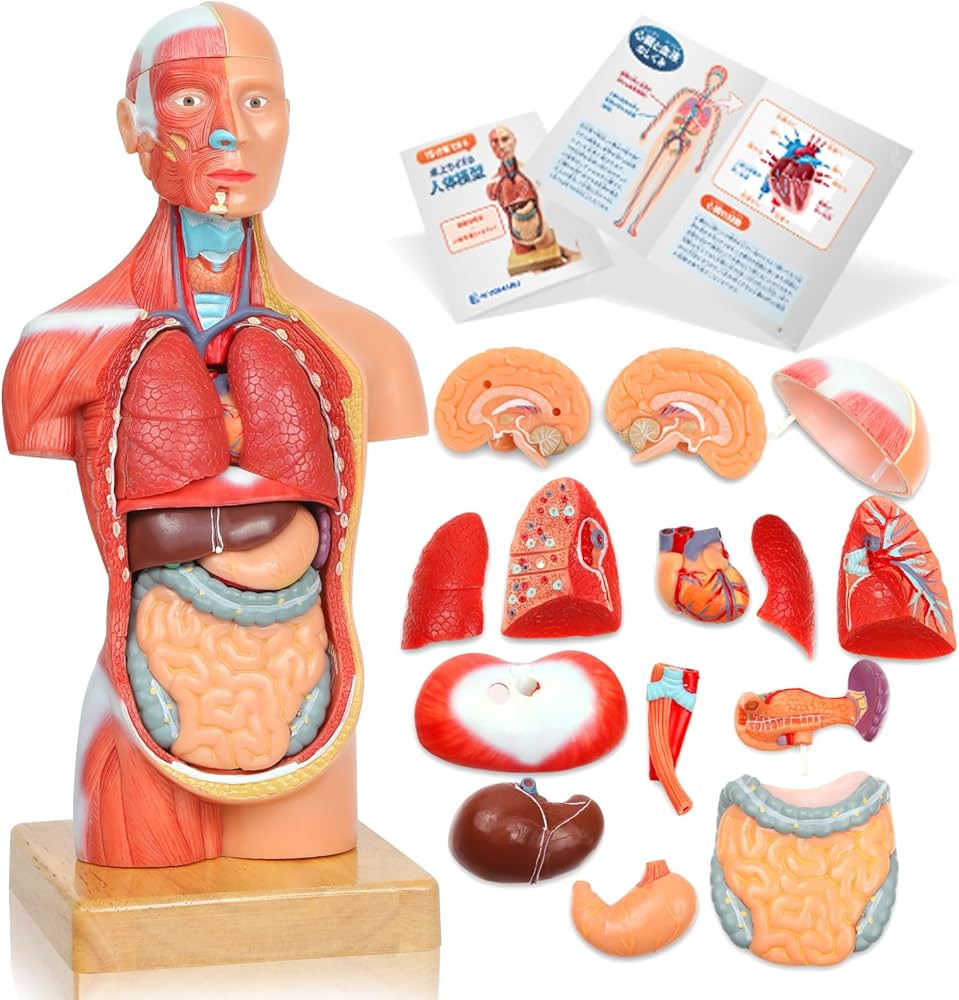 Amazon.co.jp: KIYOMARU 27cm解剖人体模型 ソフトな質感で15分解 理学