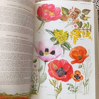 Amazon.co.jp: レア洋書 大型本 イギリスと北ヨーロッパの植物 The