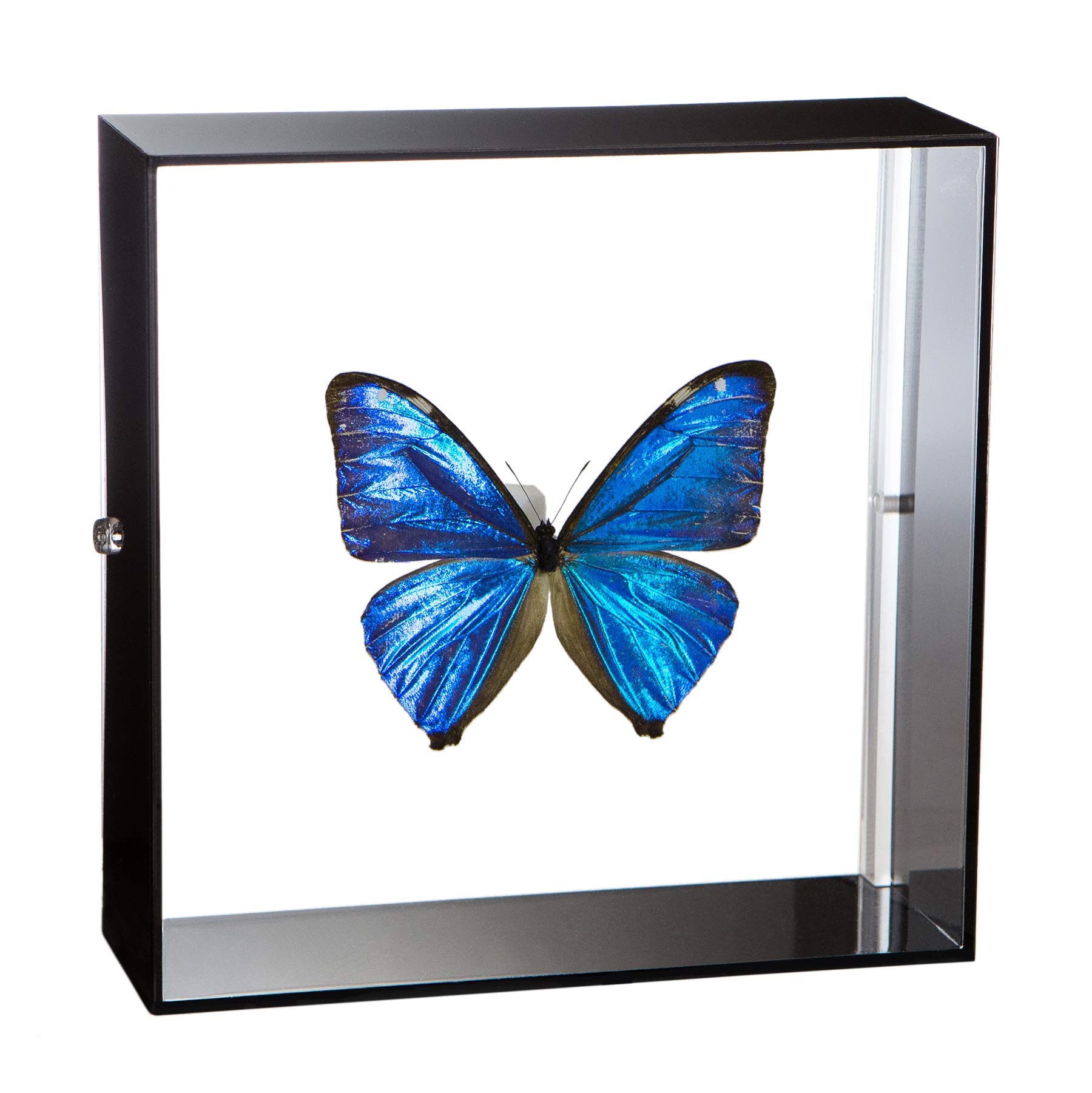 Amazon.co.jp: 蝶の標本 エガモルフォ Morpho aega モルフォチョウ