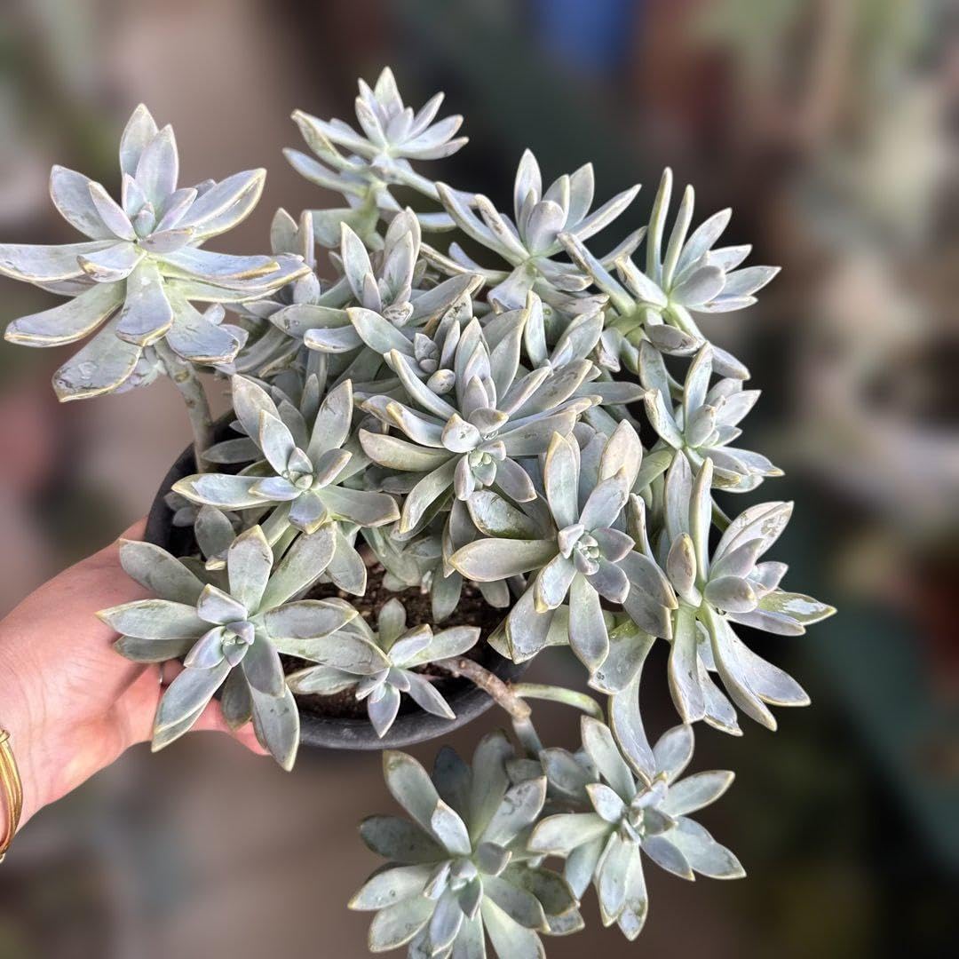 多肉植物 淡雪錦.抜き苗4株..法師錦1株 厚みのある葉