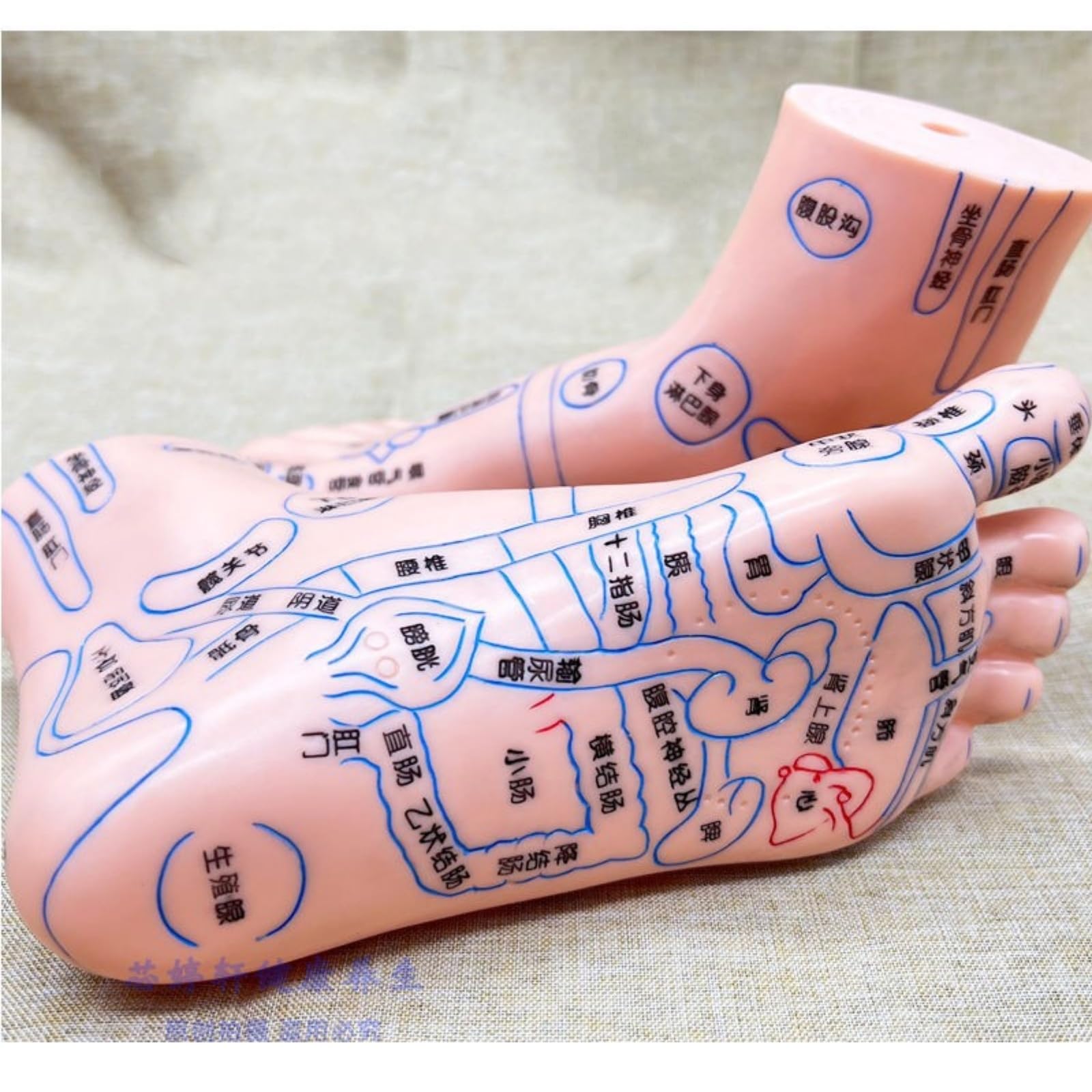 Amazon.co.jp: 4 アイテム 耳と手と足のツボモデル 耳ツボ 模型 手鍼