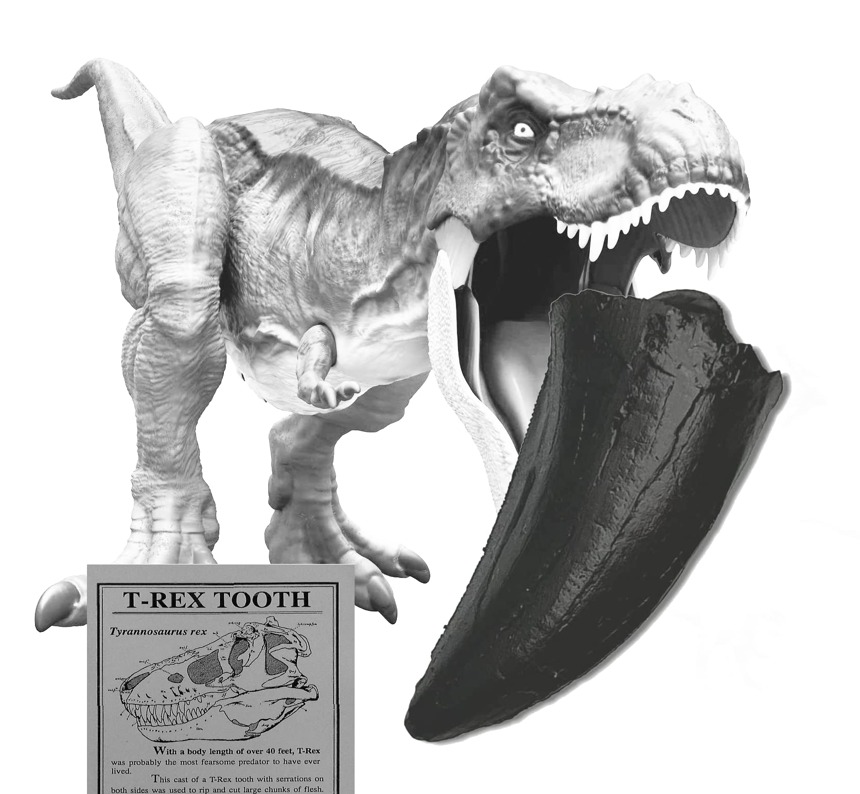 Amazon | SCIENCE Fossil Replica T-REX Tooth「T-REX