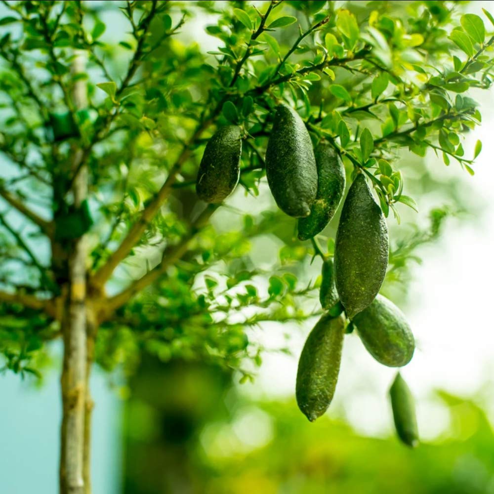 Amazon.co.jp: フィンガーライム グリーン 9cmポット苗(挿し木苗)/2個