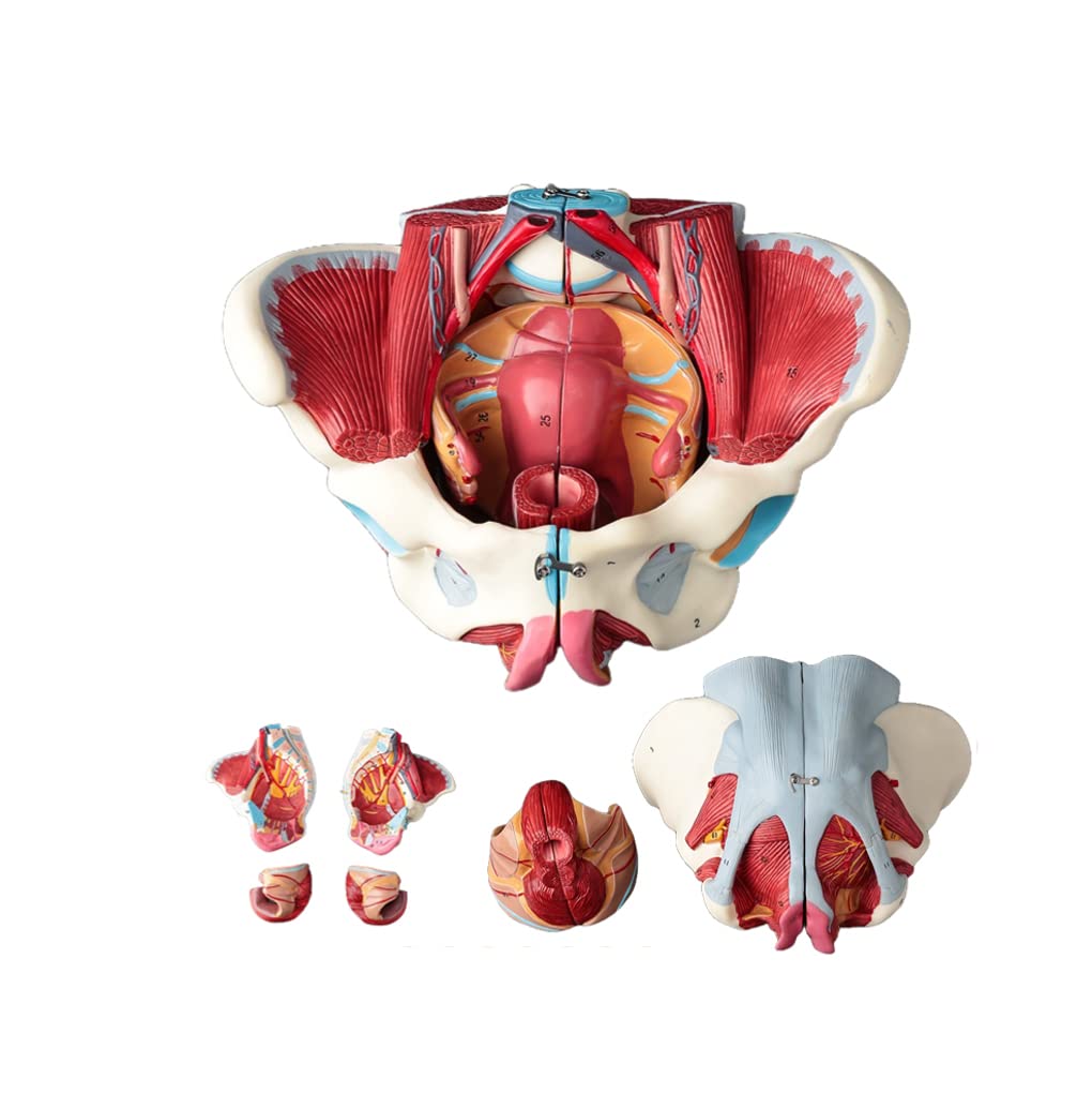 Amazon.co.jp: 高度な女性骨盤解剖モデル取り外し可能4パーツ女性骨盤