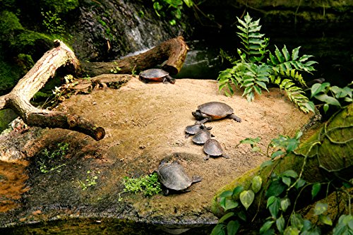 Amazon.co.jp: TAMRON 大口径ズームレンズ SP AF17-50mm F2.8 XR DiII