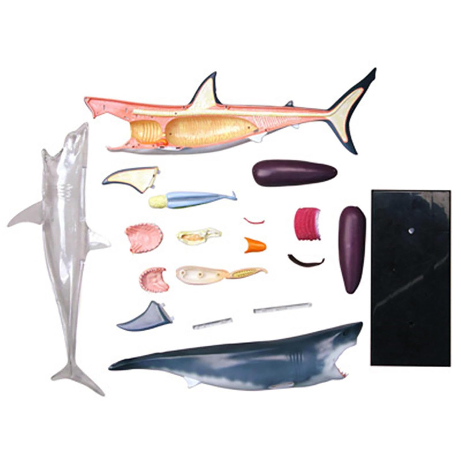 Amazon.co.jp: 4D ホオジロザメの解剖学モデル、動物の解剖学の三次元