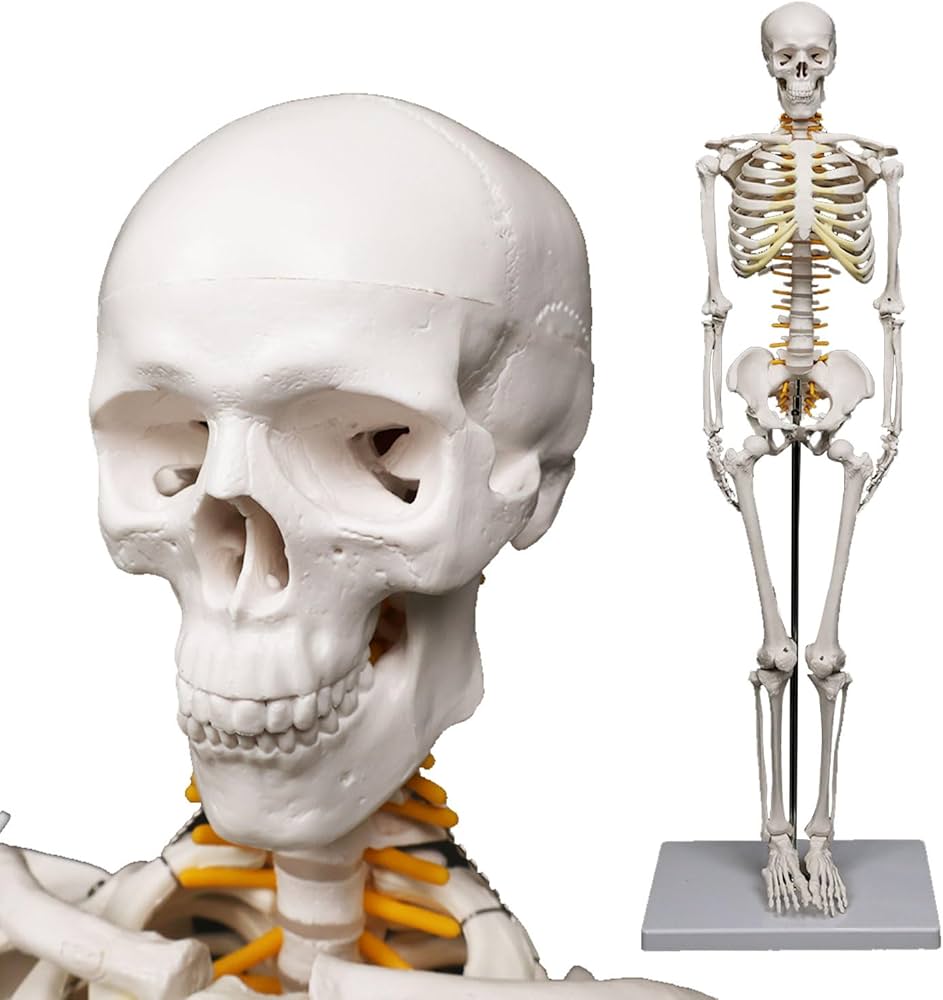 Amazon.co.jp: [MRG] [理学療法士監修] リアルな再現性 人体模型 骨