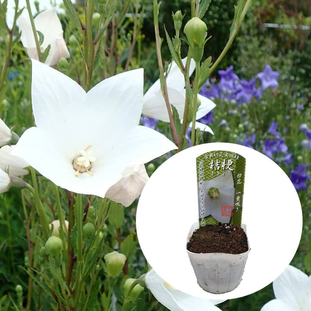 Amazon.co.jp: 桔梗 キキョウ 【 白 一重咲き 】 9cm(3号)ポット 苗