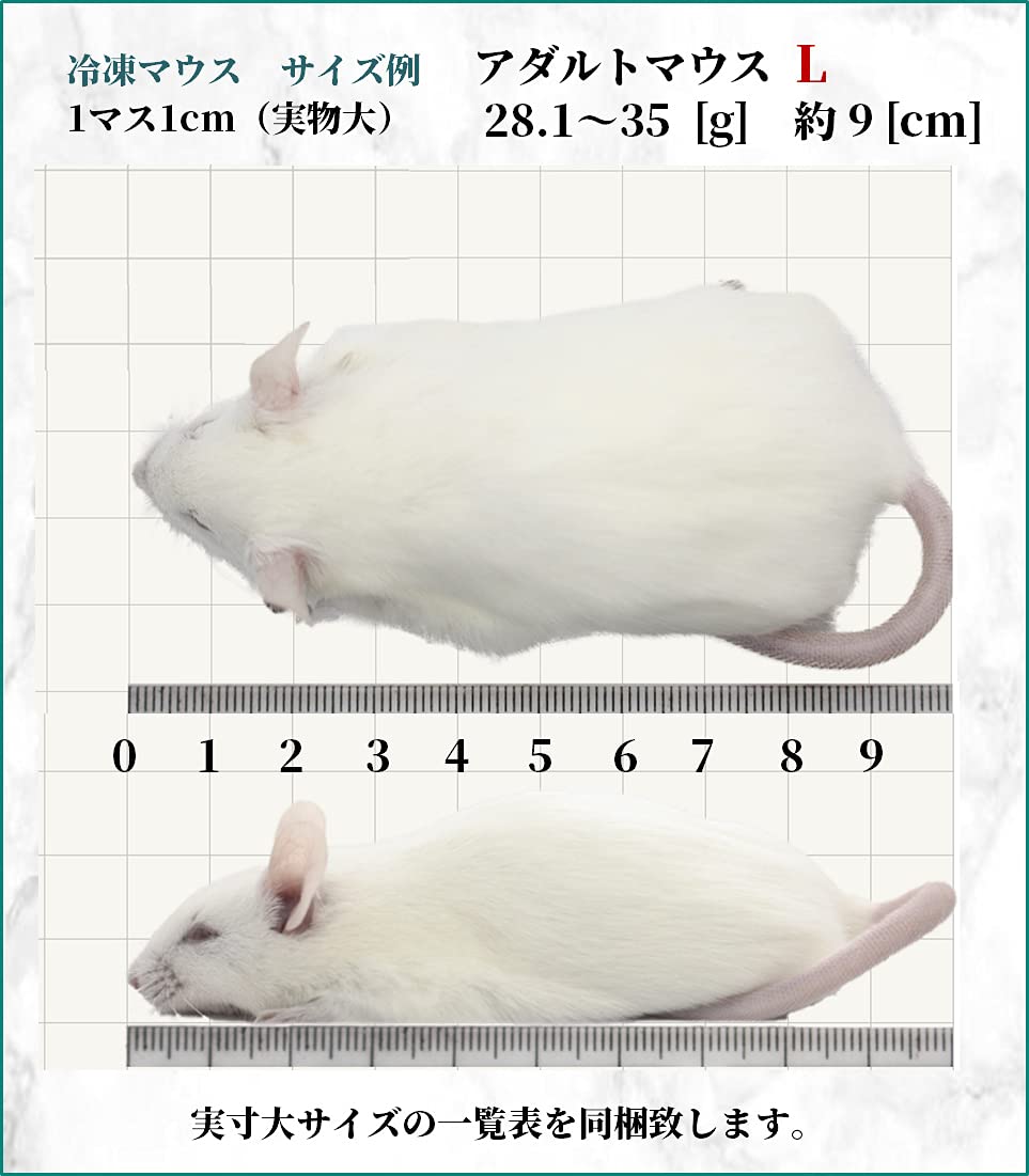 Amazon | ZAZOO 冷凍マウス アダルトL 10匹 28.1〜35g 約9cm 真空個別