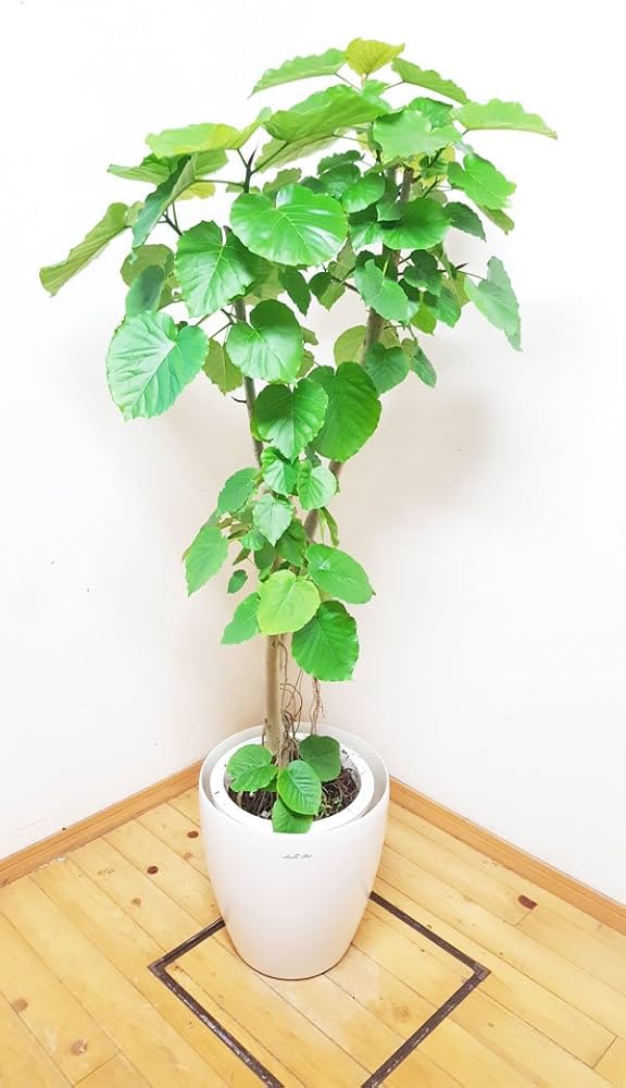 Amazon.co.jp: 自然樹形の美しいフィカス・ウンベラータ／150cm前後