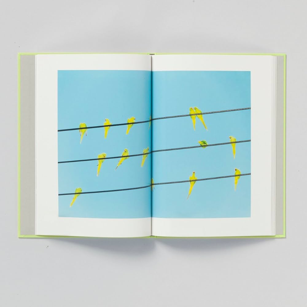 Amazon | TOKYO PARROTS | 水谷吉法, 水谷吉法 | Individual Artists