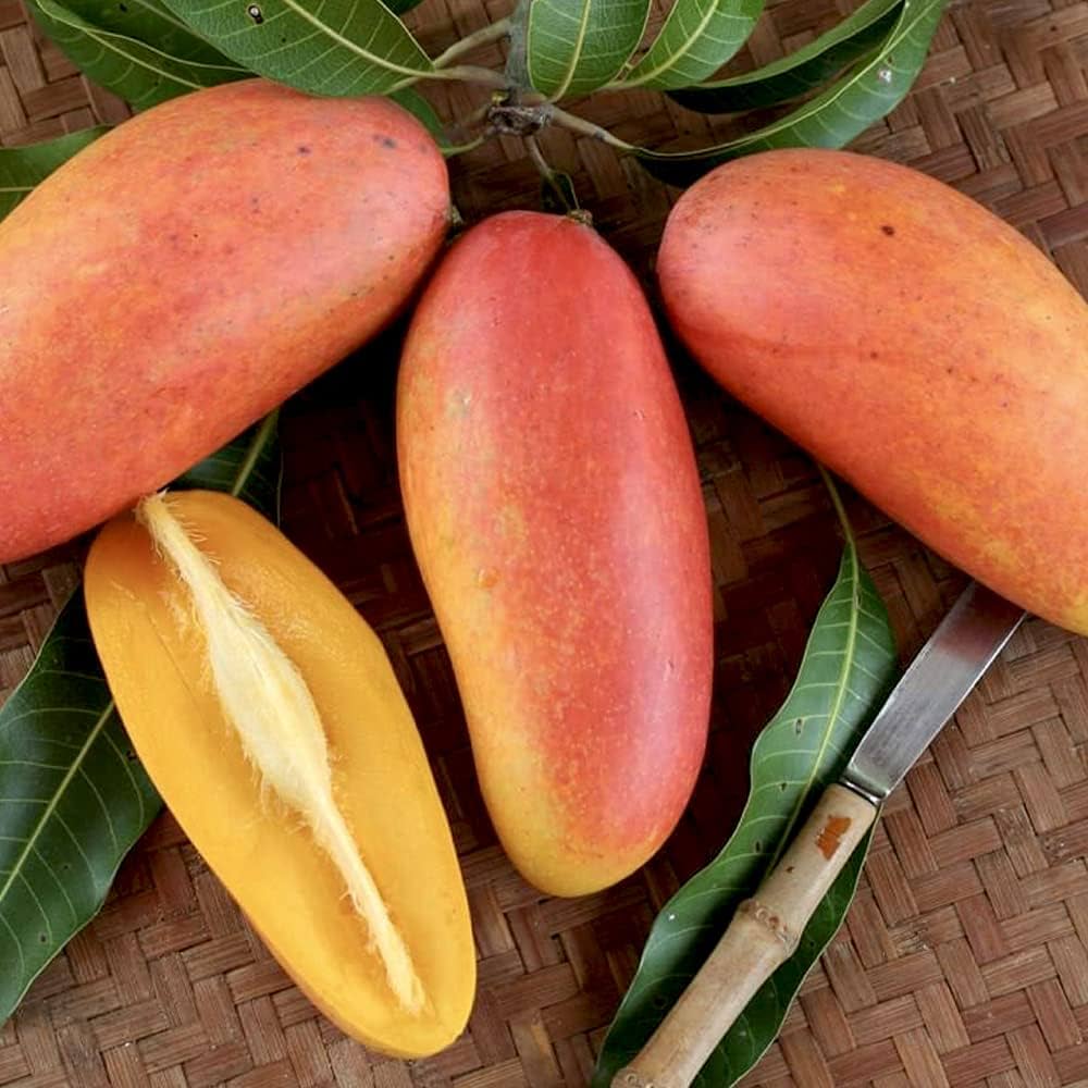 Amazon.co.jp: マンゴーの苗木 品種:マハチャノック 6号硬質ポット 2