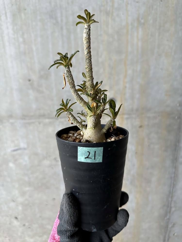 レア⁄塊根植物ドルステニア ギガス ④ 公式通販