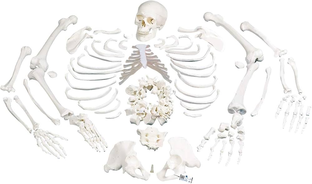 皮膚模型 骨格模型 人体模型 3B Scientific エステ 美容 皮膚模型 骨格