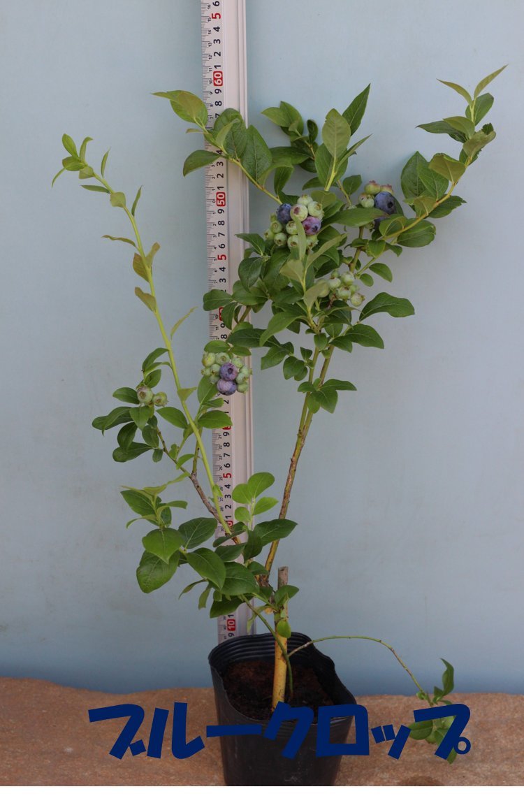 Amazon.co.jp: 世界最大ブルーベリーセット[チャンドラー＋ブルー