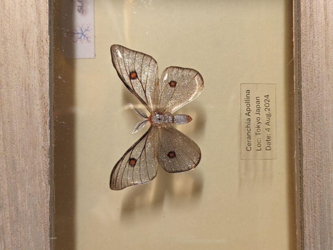 Amazon.co.jp: アポロヤママユ 41ミリ : 文房具・オフィス用品