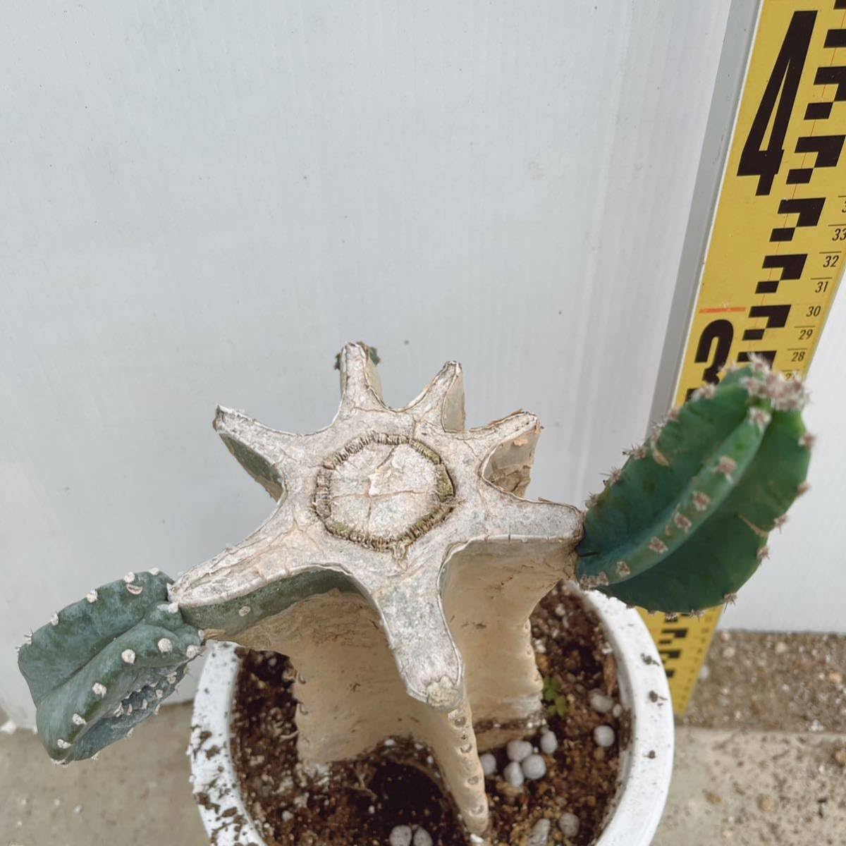 Amazon.co.jp: 柱サボテンブランチ 約7号 大型大株 多肉植物 鬼面角