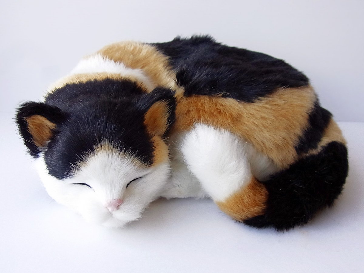 Amazon.co.jp: ニニアンドキノ パーフェクトペット (大サイズ) 三毛猫